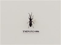 藏品(象鼻蟲科)的圖片